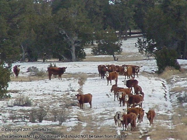 Some of the locals by this land for sale in Pine Meadow Ranches in Cibola County, New Mexico by the Four Corners area in the Zuni Mountains! 